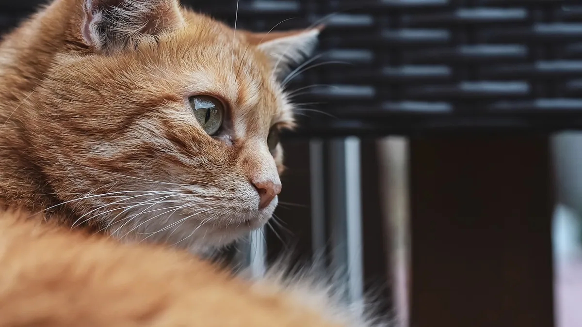 Cat Not Eating After Zorbium: What Owners Should Know
