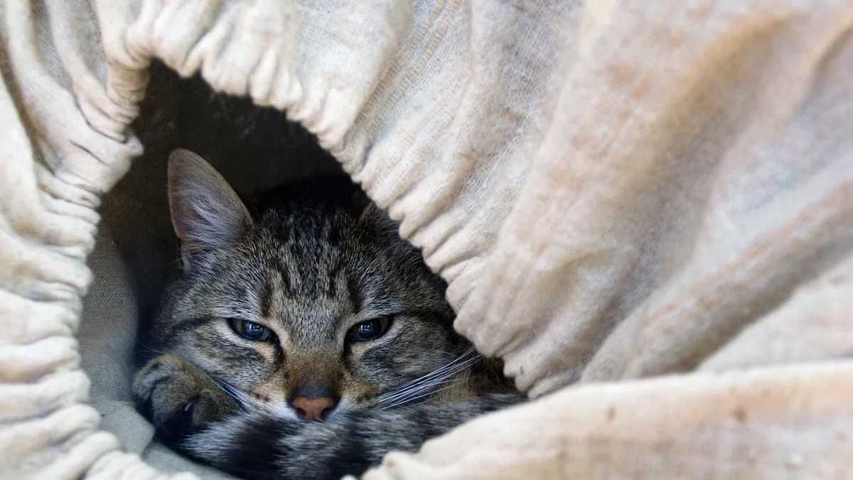 Cat Not Feeling Well? 12 Signs to Watch For