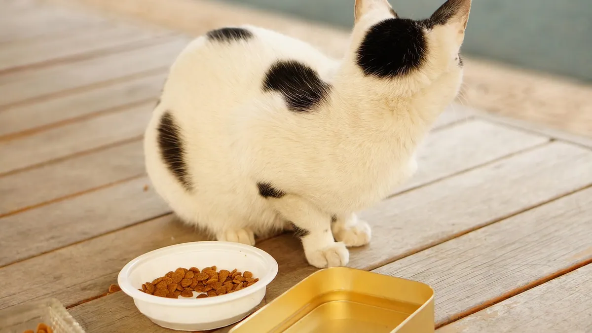 Cat Not Gaining Weight or Losing Weight: Causes