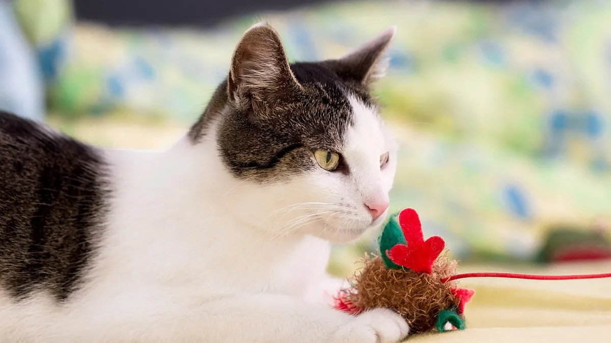 Cat Not Interested in Toys or Playing: What It Means