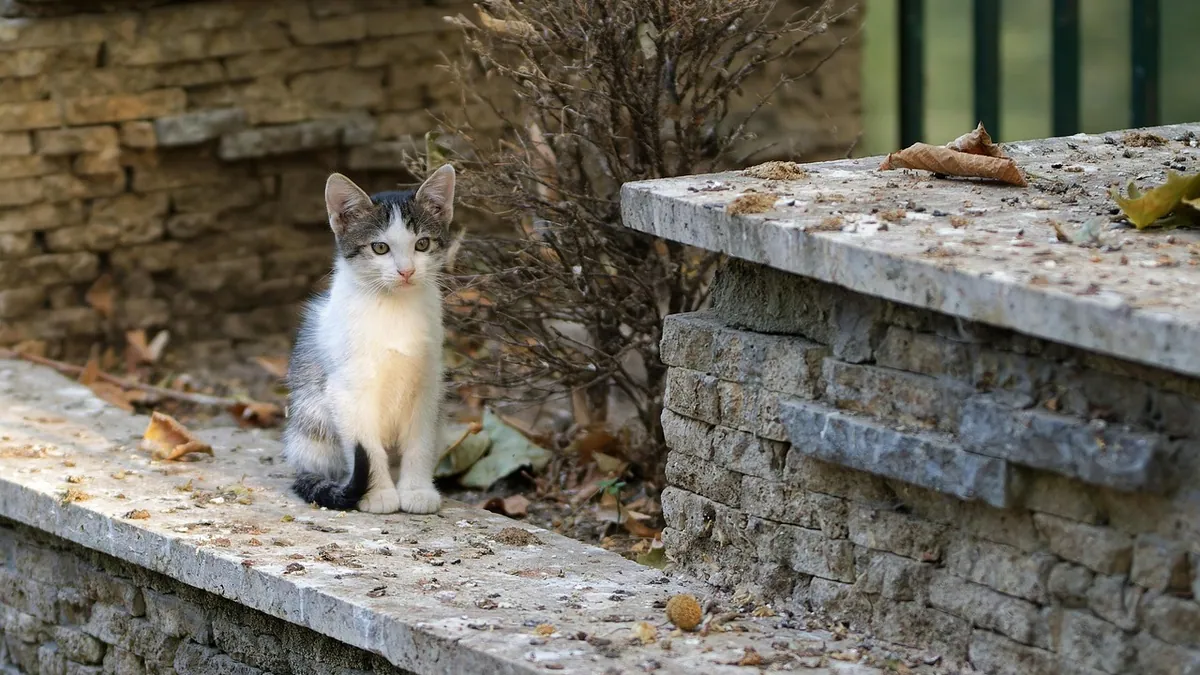 Cat Not Jumping or Moving Much: Causes and Next Steps