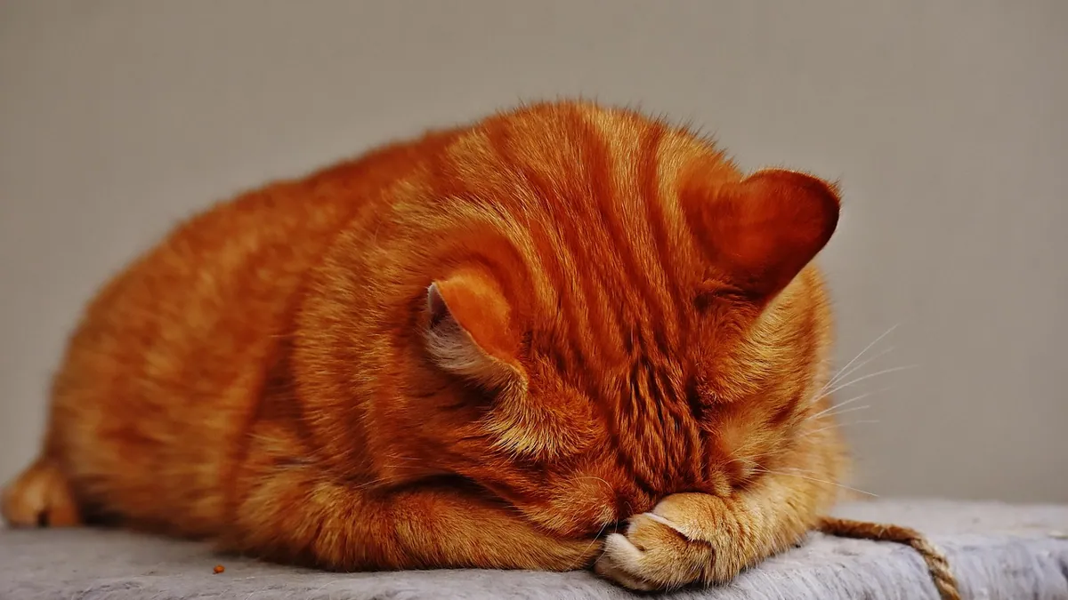 Cat Not Keeping Food or Water Down: What to Do