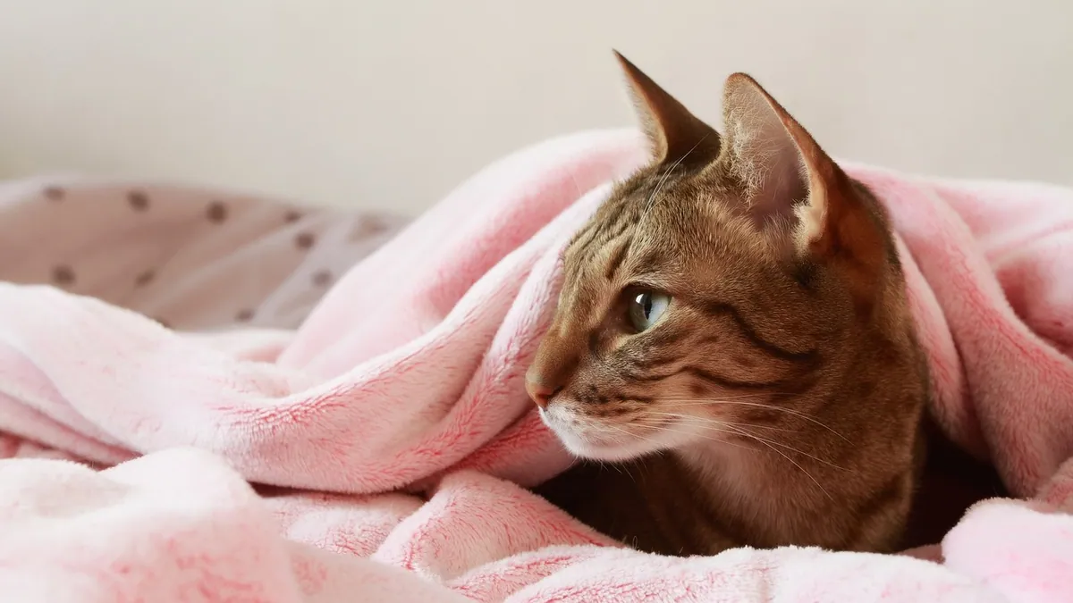 Cat Not Kneading Anymore: Why It Happens and What to Do