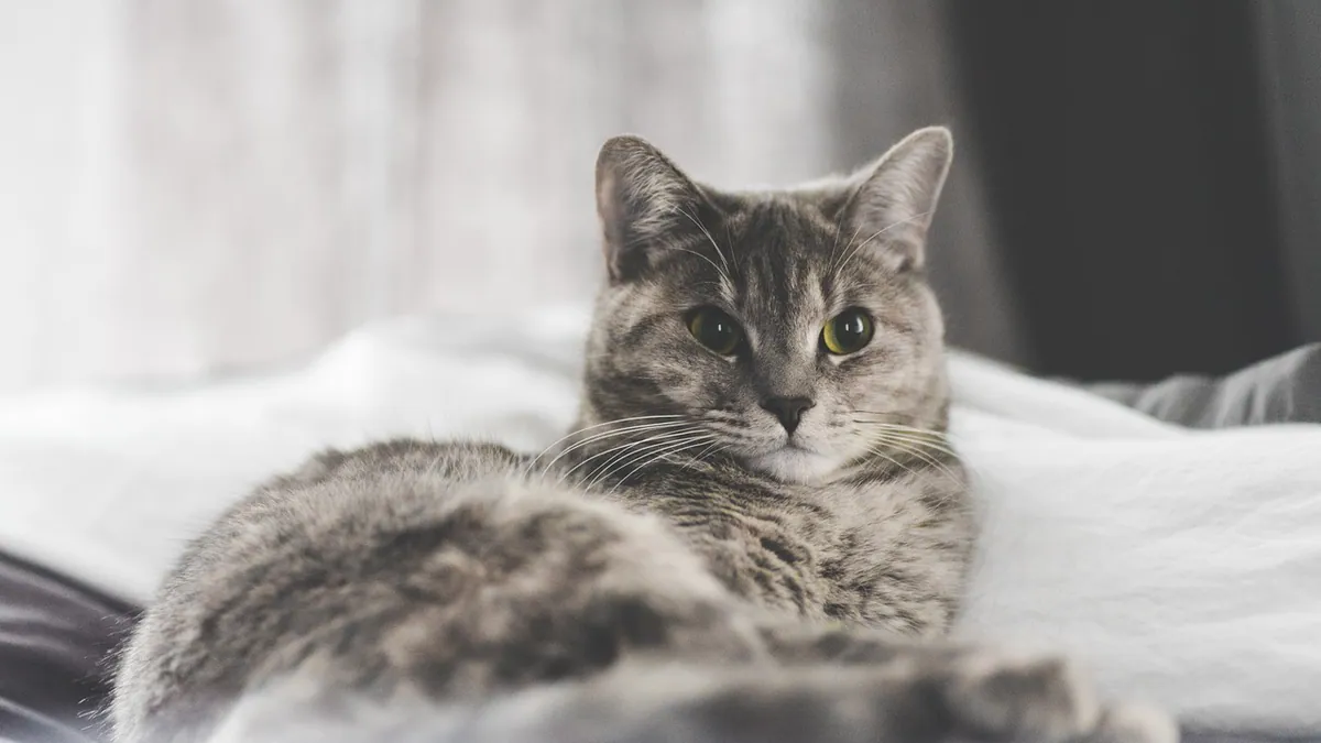 Cat Not Letting Me Sleep at Night: How to Fix It