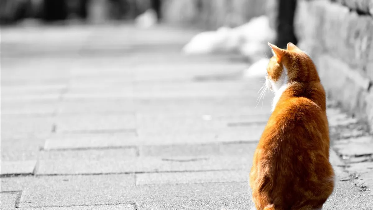 Cat Not Lifting Its Tail: Causes and When to Worry