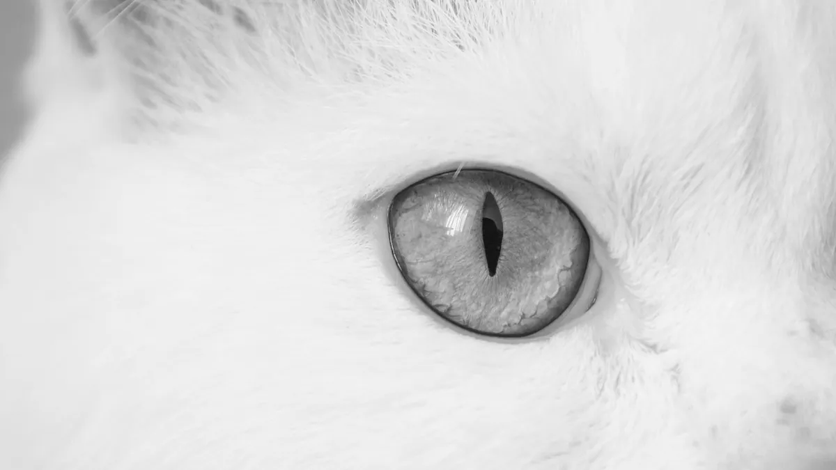 Cat Not Opening Its Eye: Causes and What to Do
