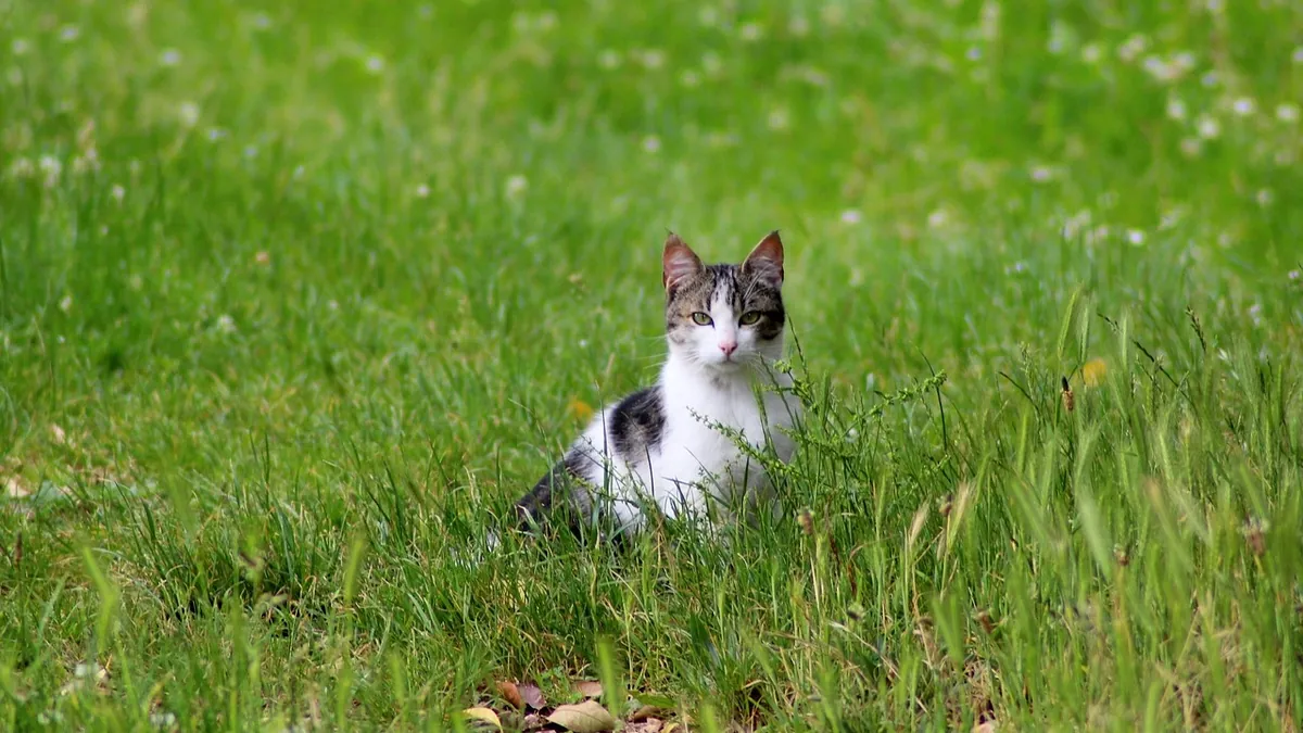 Why Doesn't My Cat React to Catnip? Genetics and Alternatives
