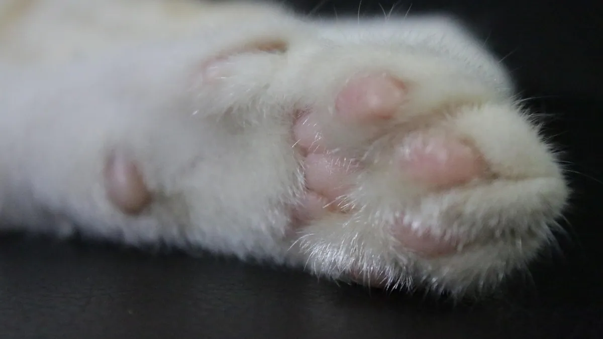 Why Your Cat Stopped Retracting Its Claws