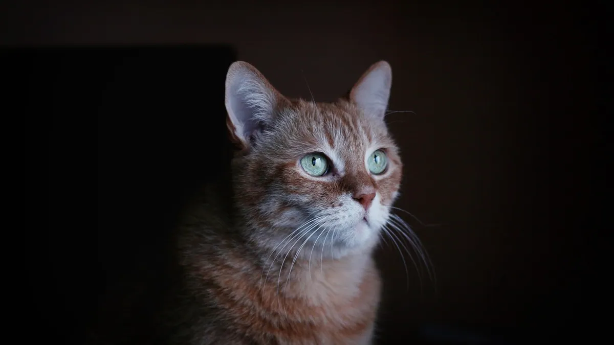 Cat Not Sleeping After Zorbium? What to Expect