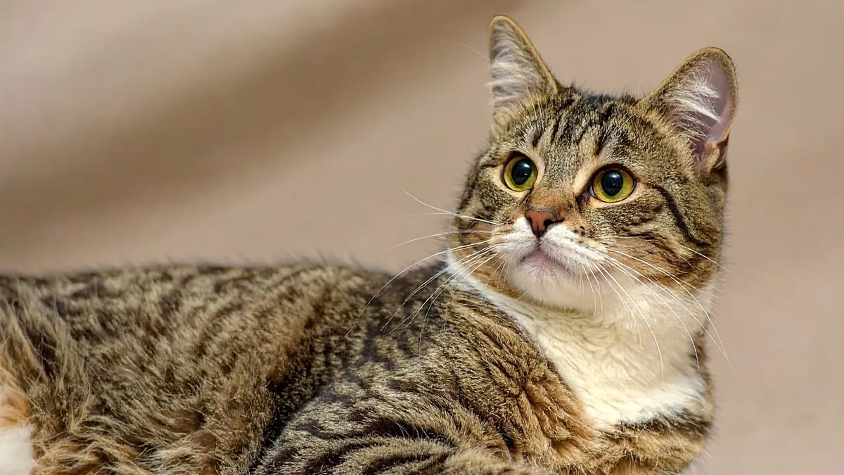Cat Not Using Back Legs: Causes and When to Seek Help