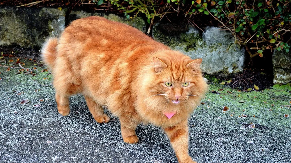 Cat Not Walking Properly: Causes of Wobbling and Weakness