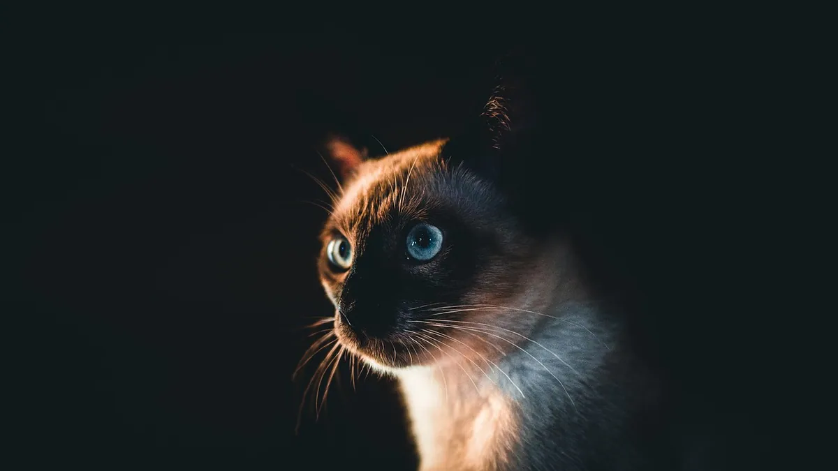 Cat Only Eats Wet Food: Is That OK and What to Do