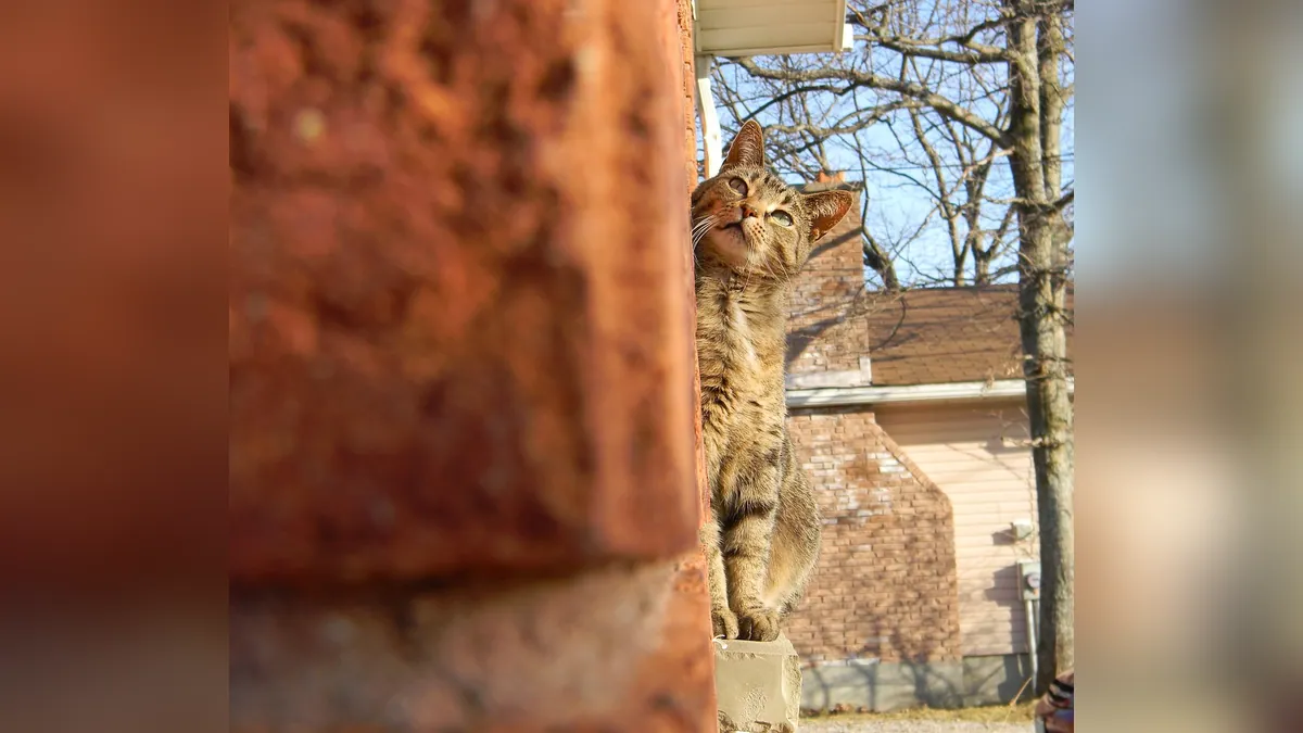 Should You Let Your Cat Outside After Moving House?