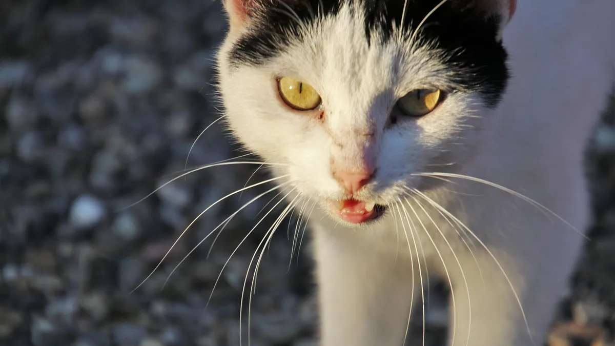 Cat Pain Medication: Prescription Options and Safety