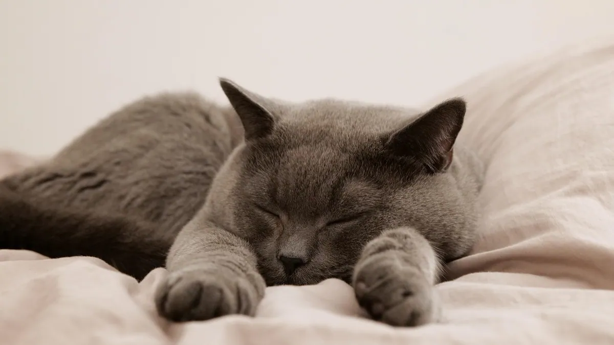 Cat Pain Relief at Home: Safe Options and What to Avoid