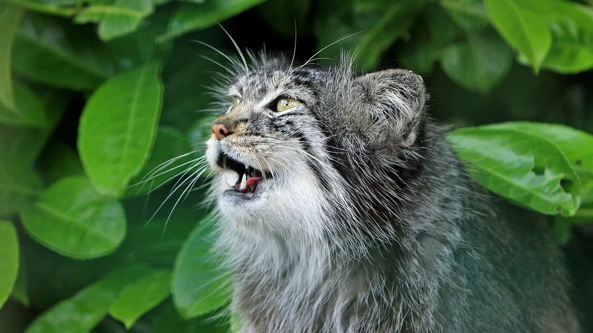 Why Is My Cat Panting? Causes and When to Worry
