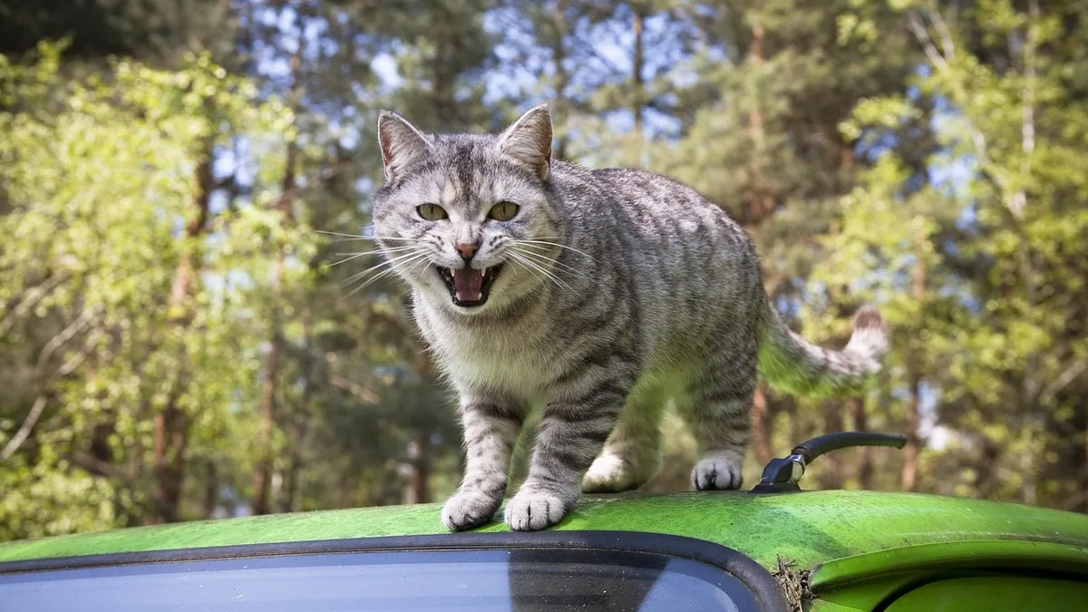 Why Is My Cat Panting in the Car? Causes and Calming