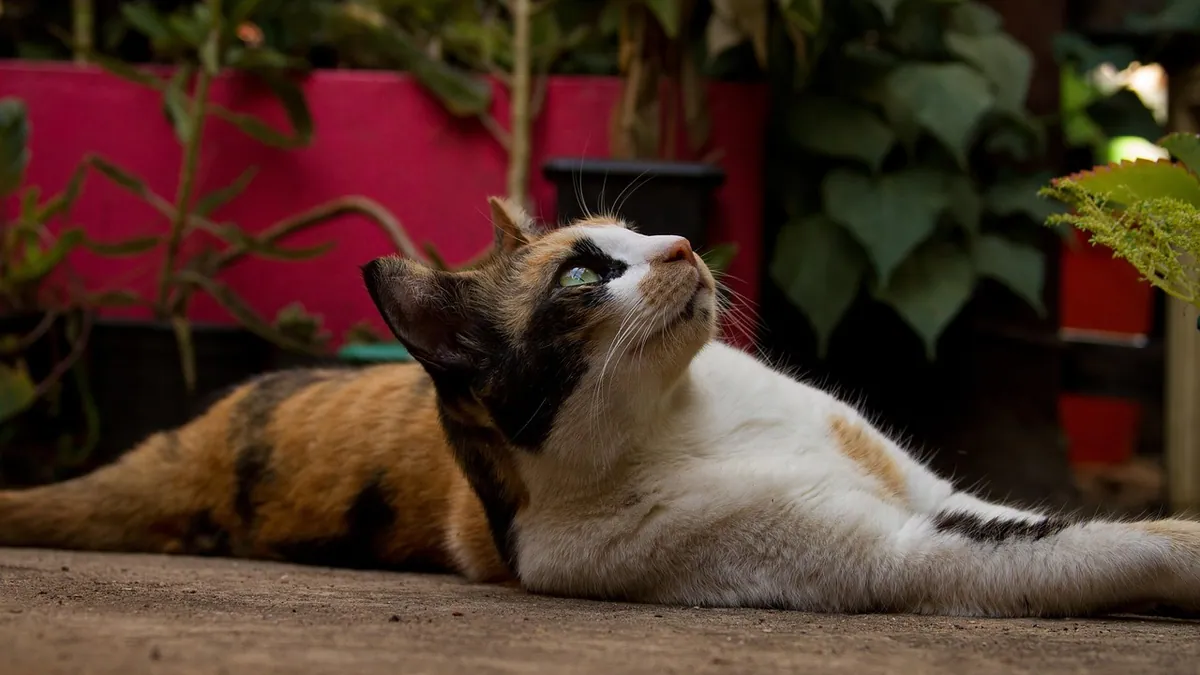Cat Paralysis Symptoms: Facial and Full-Body Signs