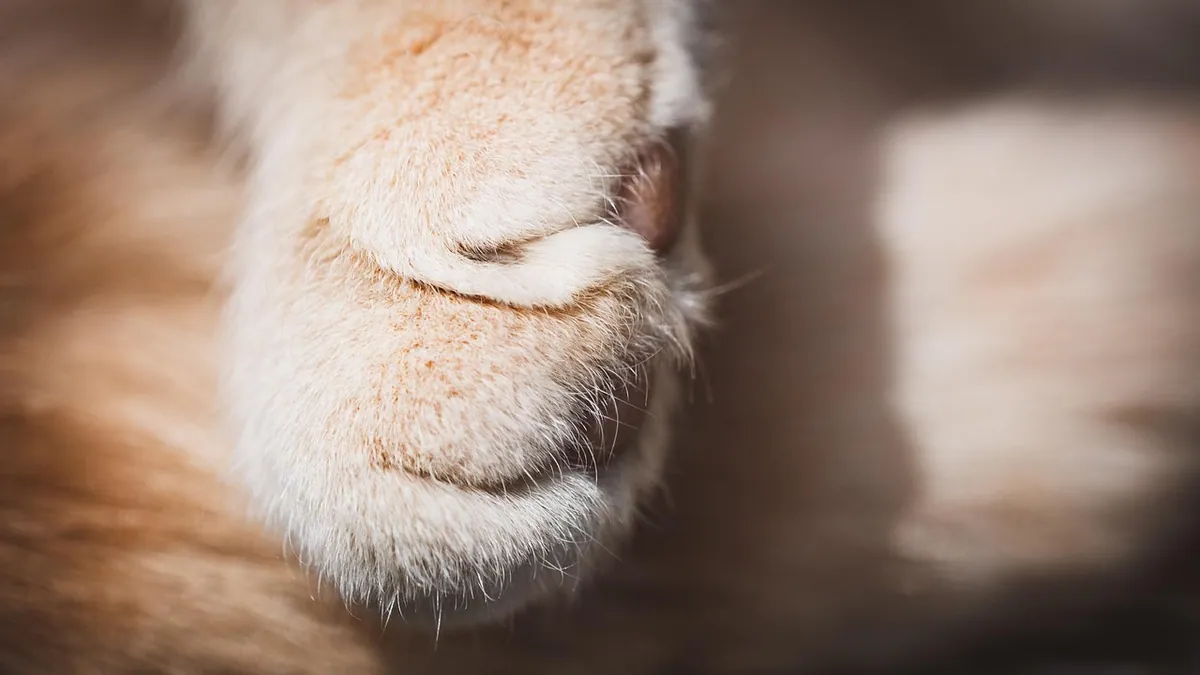 Cat Paw Abscess: Causes, Signs, and Treatment