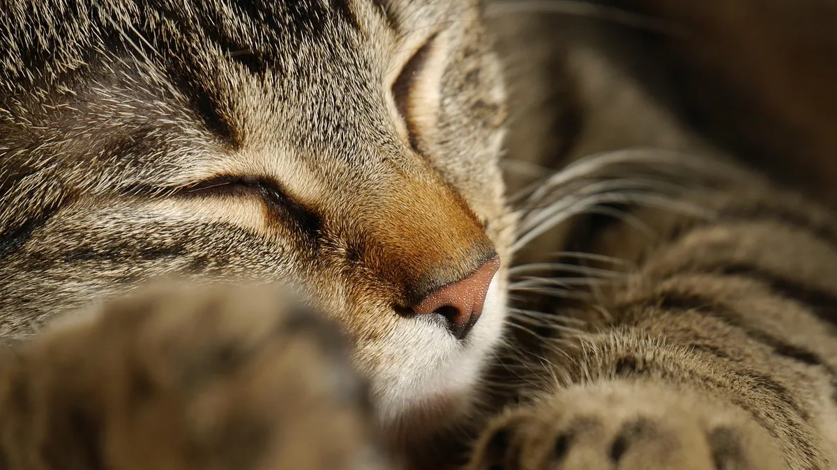Cat Paw Allergy: Why Paws Itch and How to Soothe Them