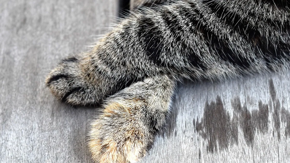 Cat Paw Arthritis and Joint Pain: Signs, Causes, and Relief