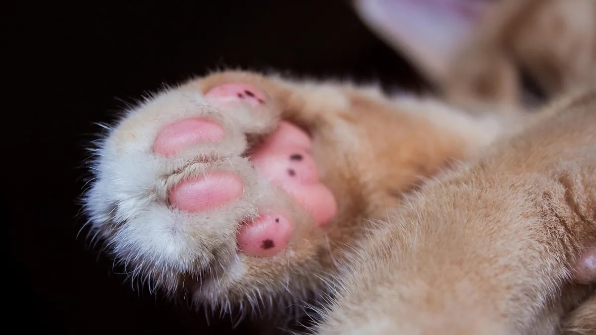 Cat Paw Balm and Lotion: Safe Moisturizers for Dry Paws