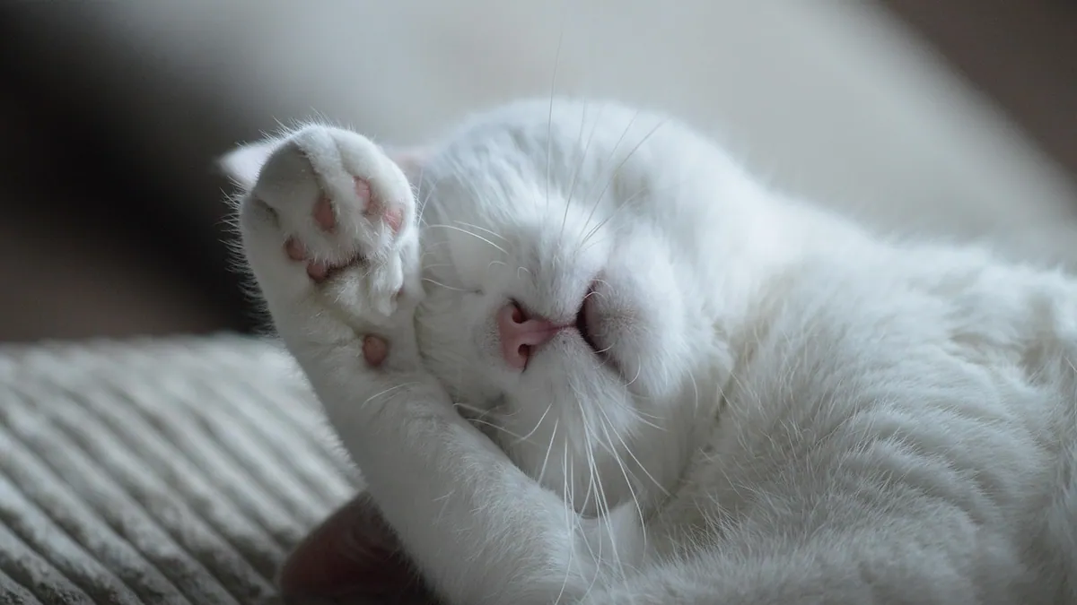 Cat Paw Covers: Do They Stop Scratching and Are They Safe?