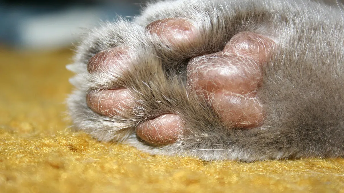Cat Paw Horns: Why Cutaneous Horns Grow and What to Do