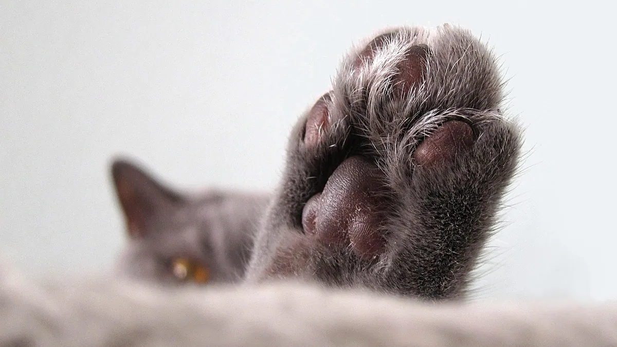 Why Is My Cat Knuckling? Causes of Paw Folding in Cats