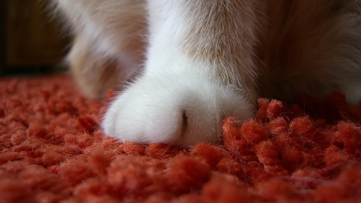 Why Is My Cat's Paw Losing Fur? Causes and Care