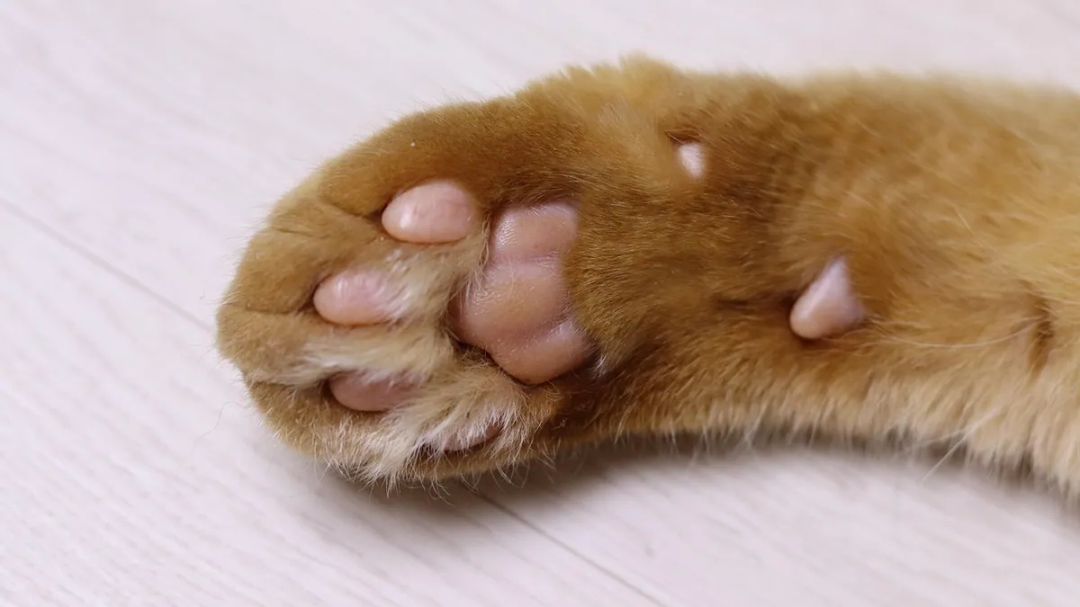 Lump or Tumor on a Cat's Paw: Causes and When to Worry
