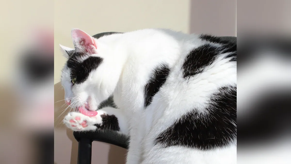 Cat Paw Yeast Infection: Signs, Causes, and Treatment