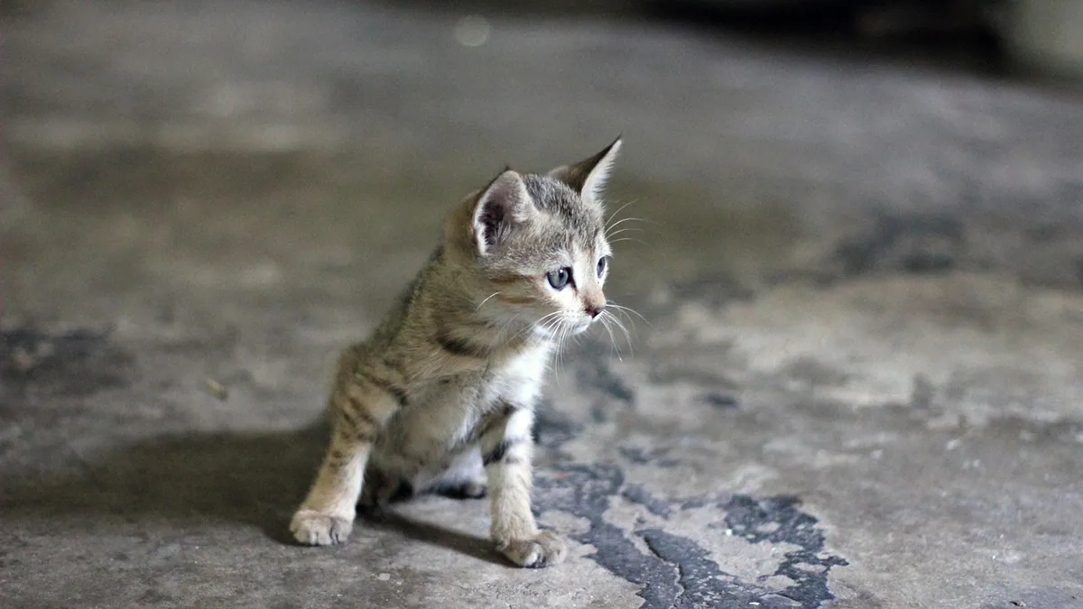 Cat Pee and Bleach: Why You Should Never Mix Them