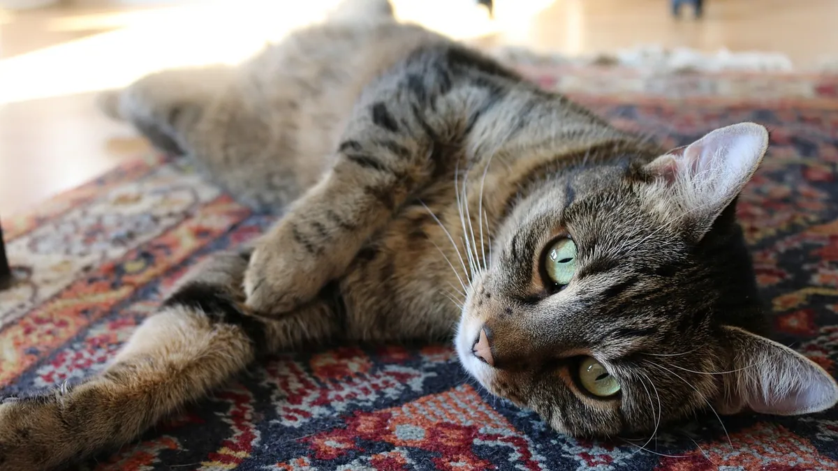 Why Cat Pee Glows Under a Black Light