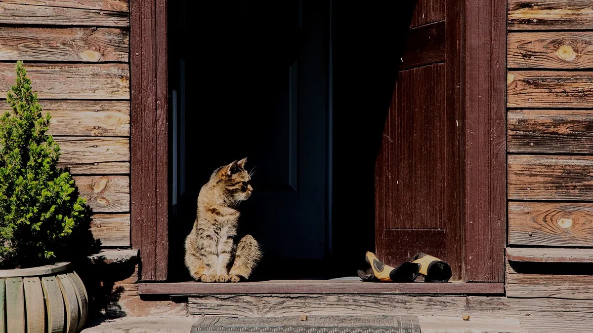 Brown Cat Pee: What It Means and When to Worry