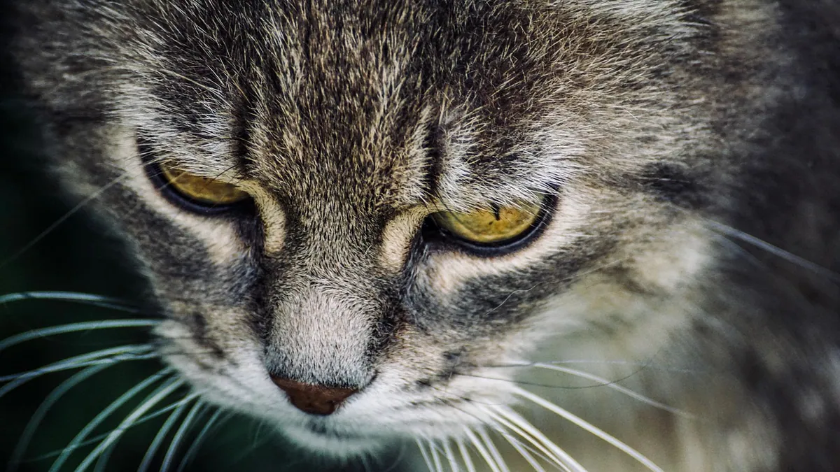 Cat Pee Color Chart: What Normal and Abnormal Urine Looks Like