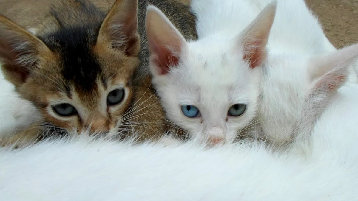 Dark or Bright Yellow Cat Pee: What the Color Means