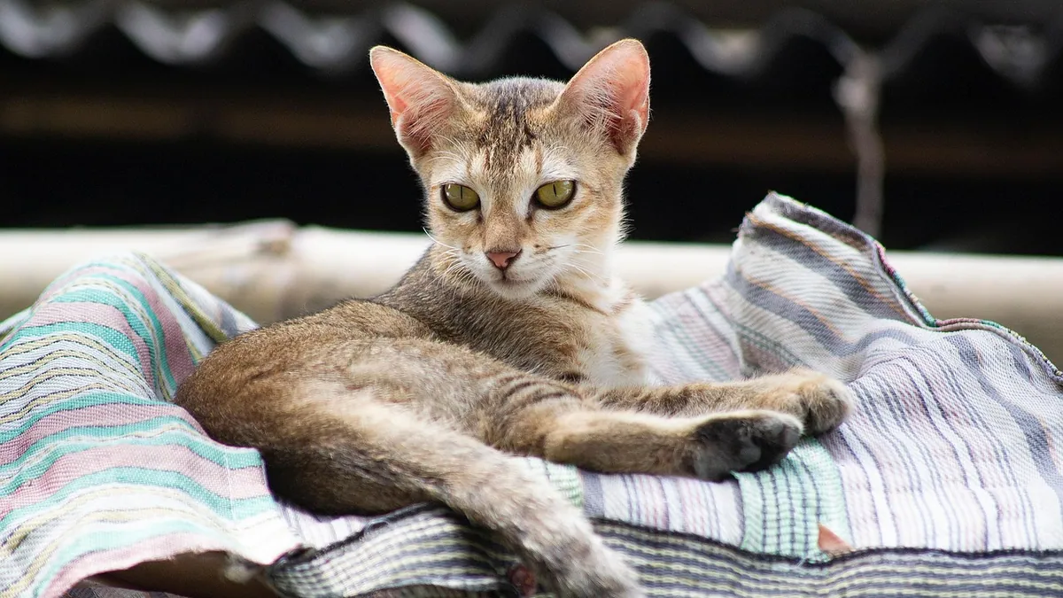 Why Is My Cat's Pee Foamy? Causes and When to Worry