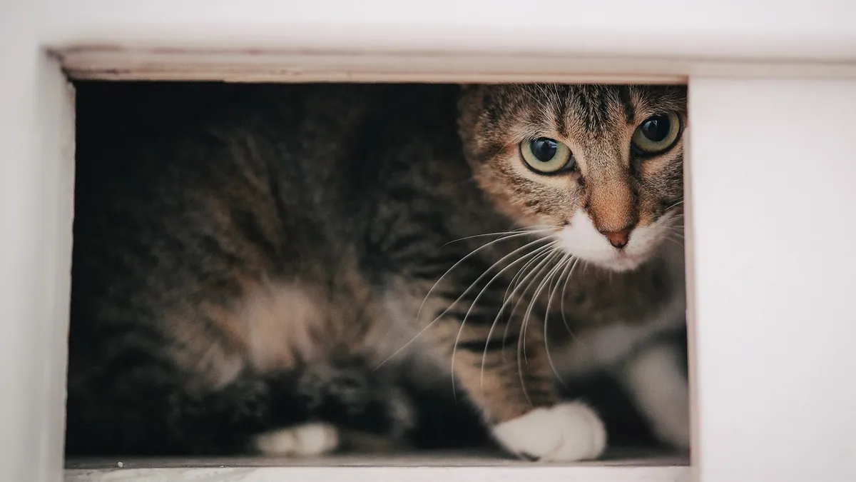 Why Is My Cat's Pee Green? Color Changes Explained
