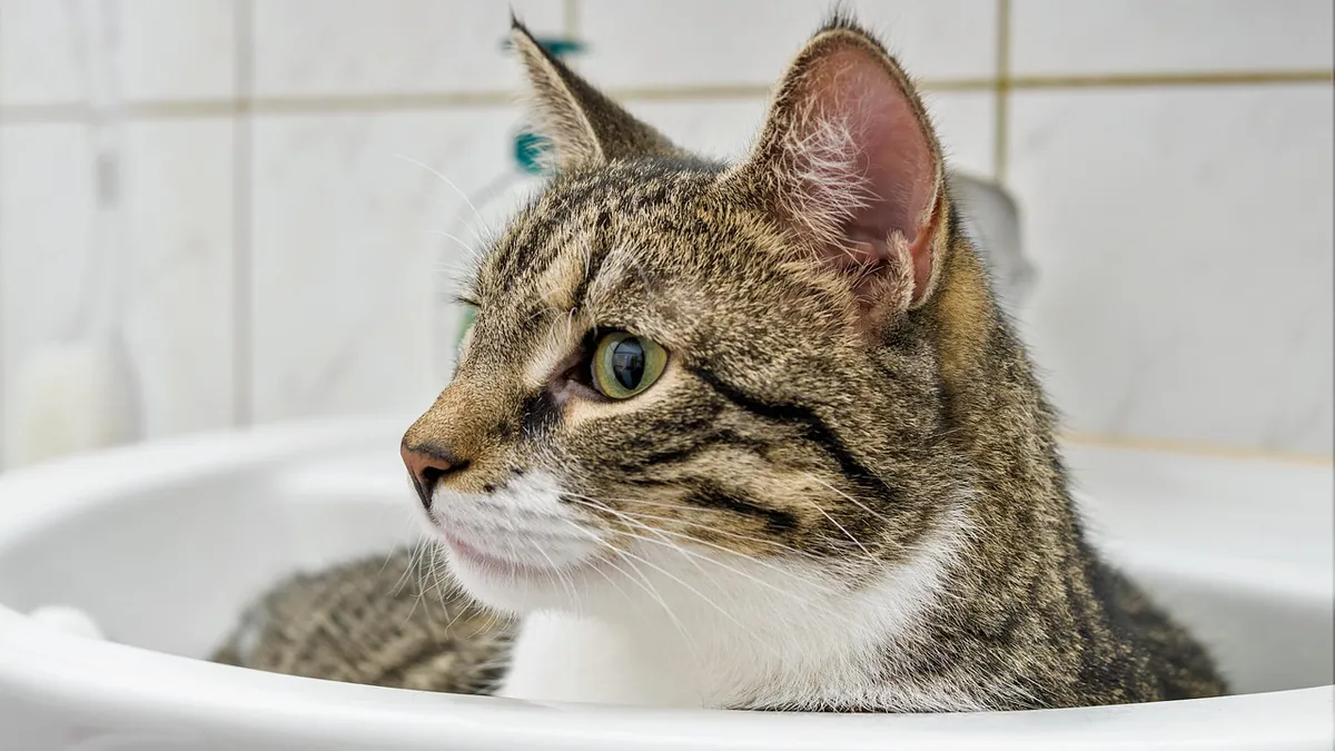 Why Is My Cat's Pee Not Clumping in the Litter?