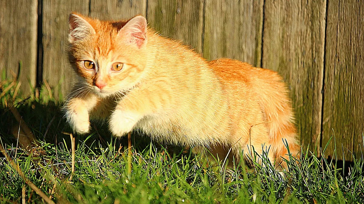 Why Is My Cat's Pee Orange? What It Means