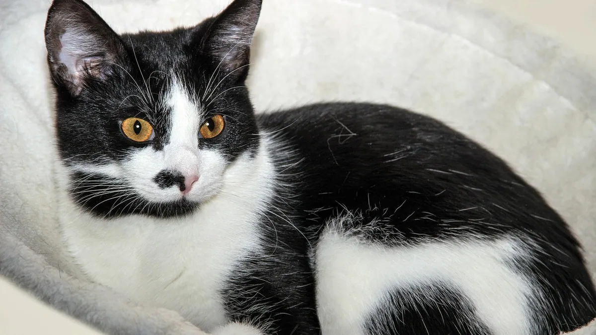 Why Is My Cat's Pee Pink? Causes and When to Call the Vet