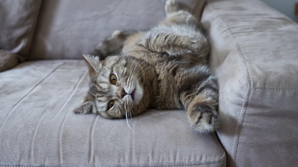 How to Protect Your Couch From Cat Pee