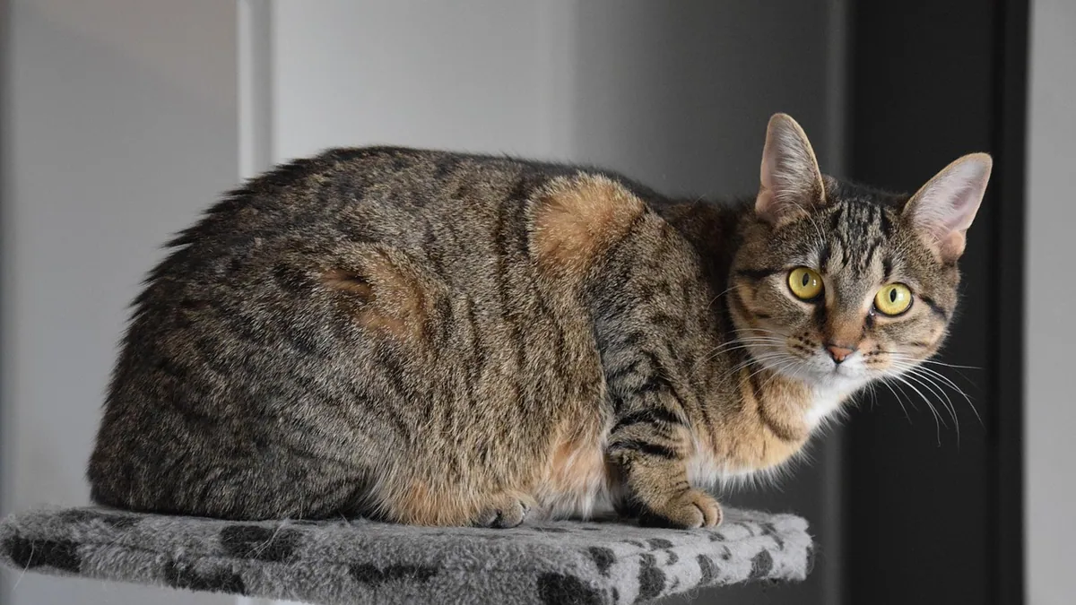 Why Is My Cat's Pee Red? Blood in Urine Causes