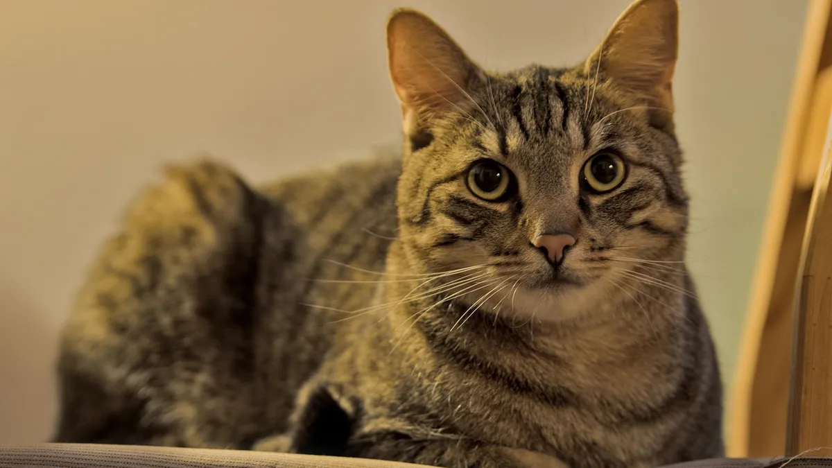 Why Is My Cat's Pee Thick or Very Strong?