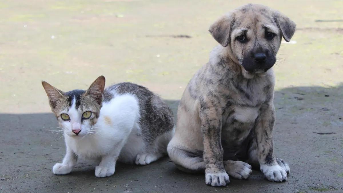 Cat Pee vs Dog Pee: Which Smells Worse and Why
