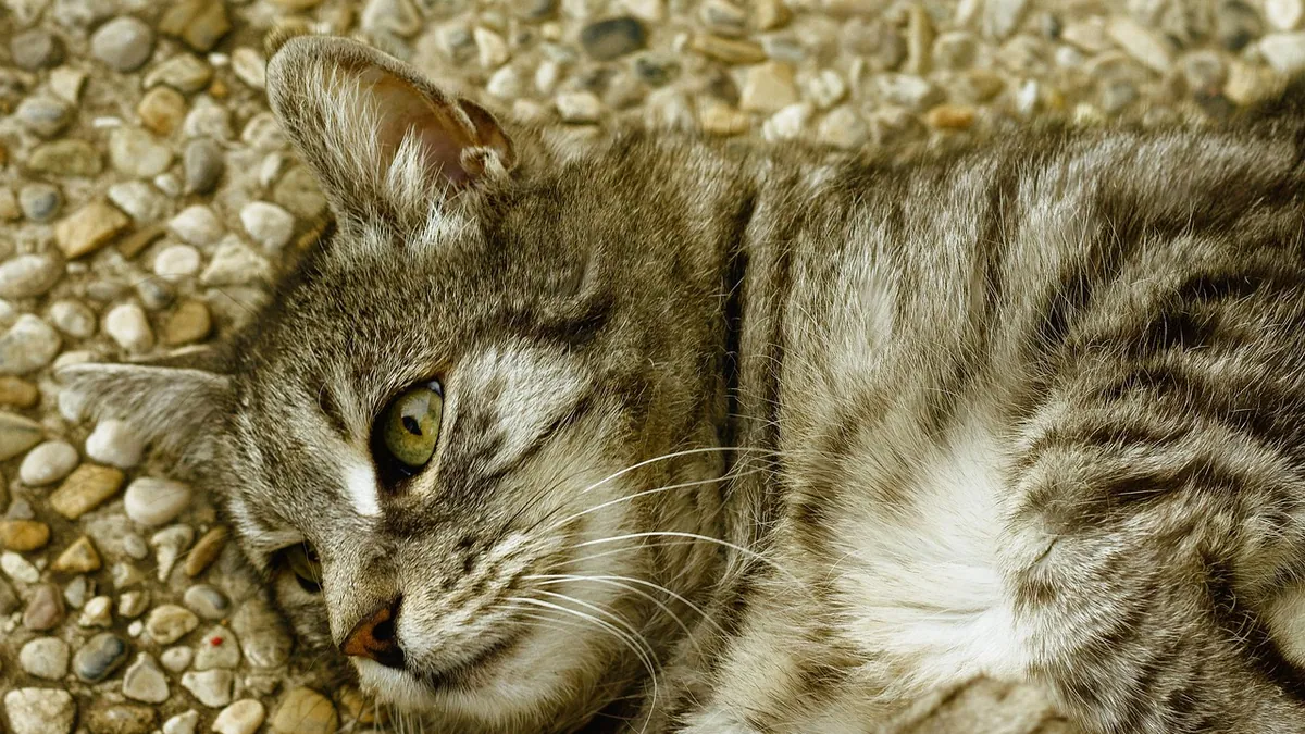 Cat Pee vs Poop in the Litter Box: What's Normal