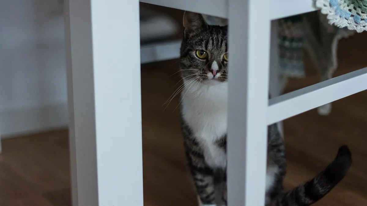 Cat Pee on Wood Floors: Stains, Smell, and Fixes
