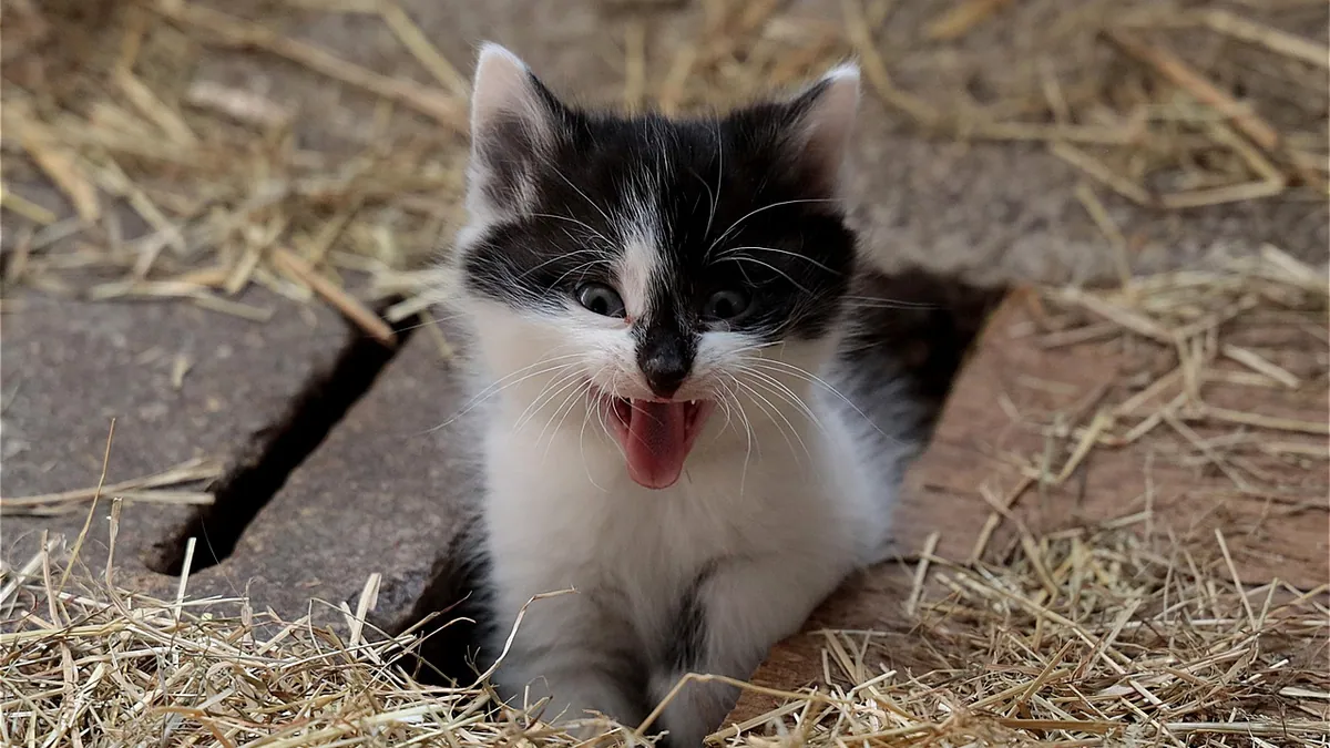 Why Is My Cat Peeing Just a Little Bit?