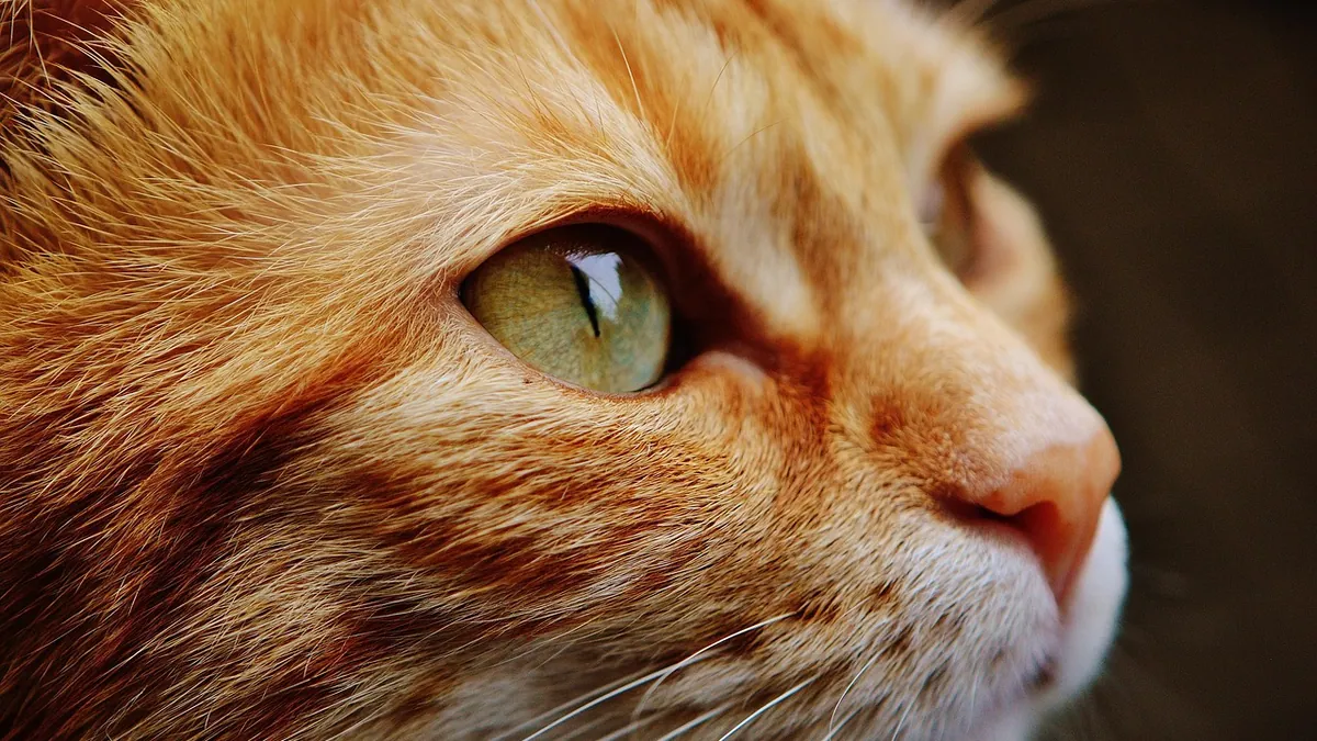 Cat Poisoning Signs: How to Tell and What to Do Fast